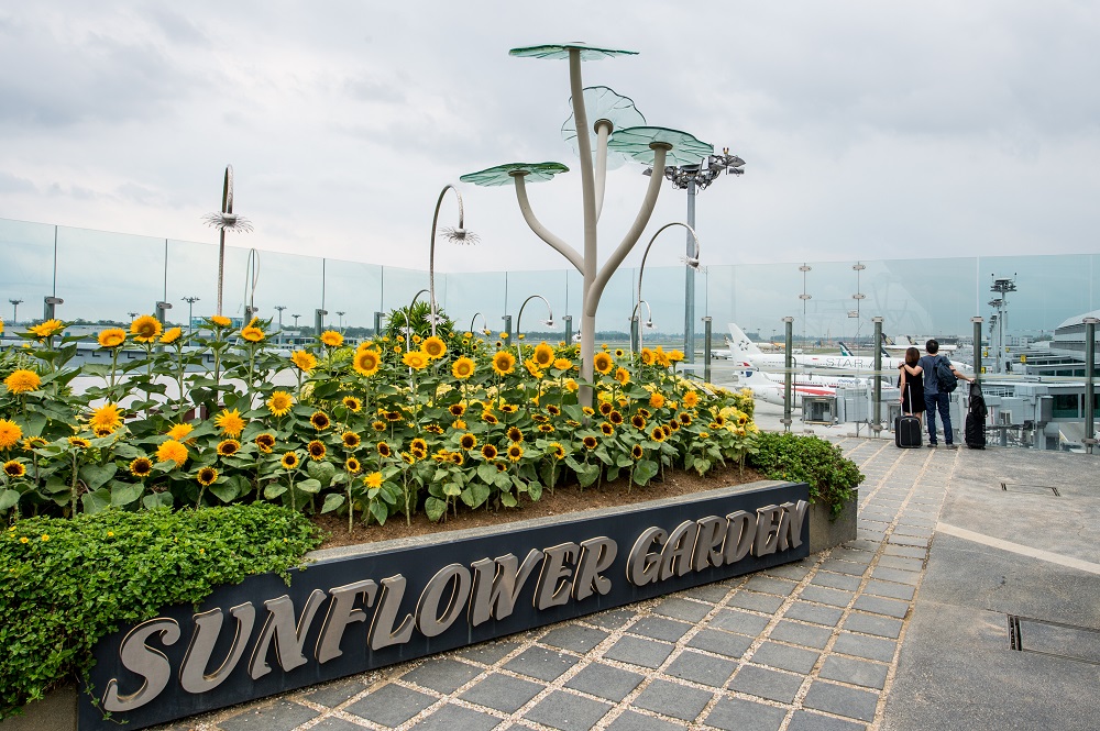 Sunflower Garden at Terminal 2 Changi Airport